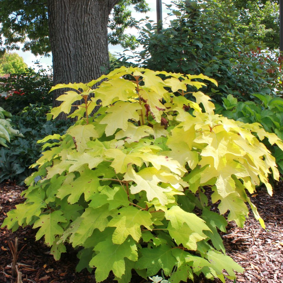 'Little Honey' Oakleaf Hydrangea - DISCONTINUED