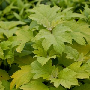 ‘Little Honey’ Oakleaf Hydrangea – DISCONTINUED