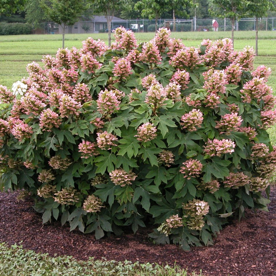 'Munchkin' Oakleaf Hydrangea