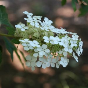 ‘Pee Wee’ Oakleaf Hydrangea