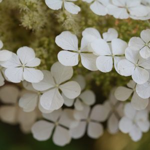 ‘Pee Wee’ Oakleaf Hydrangea