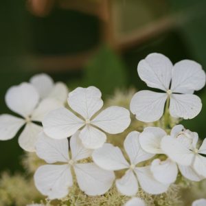‘Pee Wee’ Oakleaf Hydrangea