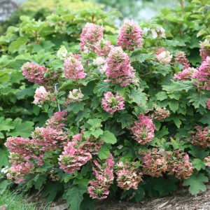‘Ruby Slippers’ Oakleaf Hydrangea