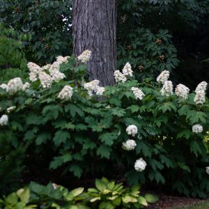 ‘Snow Queen’ Oakleaf Hydrangea