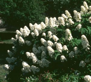 ‘Snow Queen’ Oakleaf Hydrangea