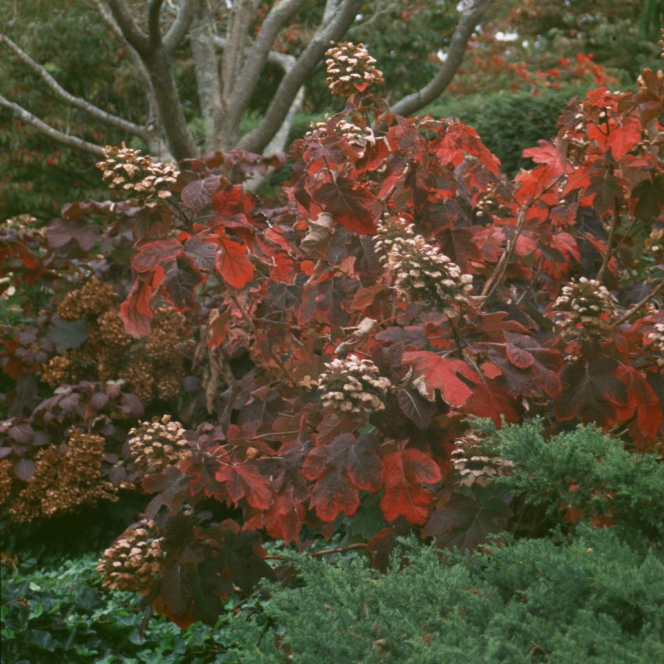 'Snow Queen' Oakleaf Hydrangea