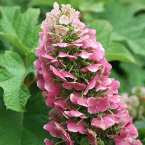 ‘Ruby Slippers’ Oakleaf Hydrangea
