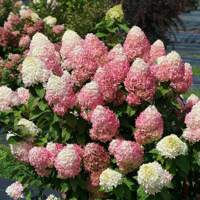 Quick Fire Fab? Panicle Hydrangea