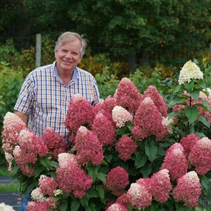 Quick Fire Fab? Panicle Hydrangea