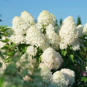 Quick Fire Fab? Panicle Hydrangea