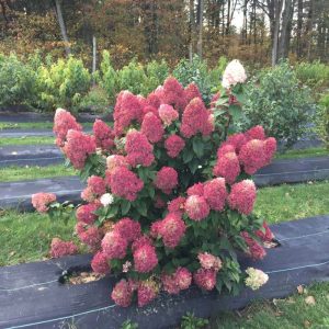 Quick Fire Fab? Panicle Hydrangea