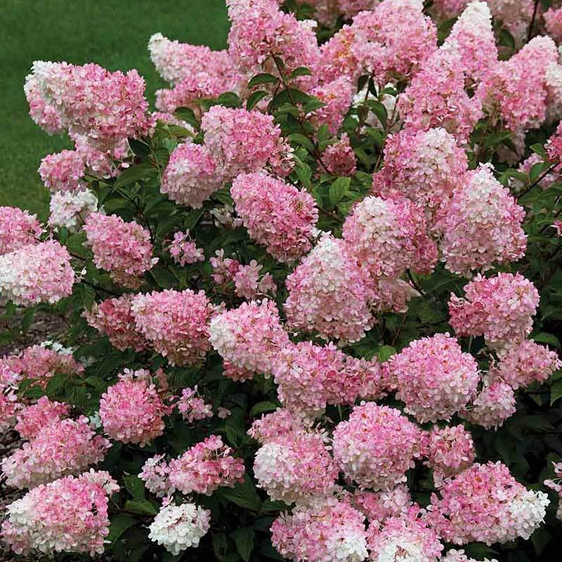 Vanilla Strawberry? Panicle Hydrangea