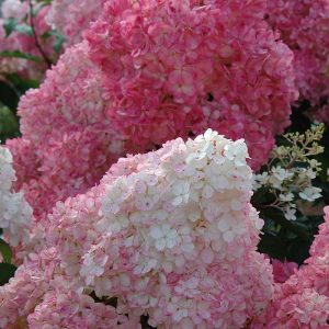 Vanilla Strawberry? Panicle Hydrangea