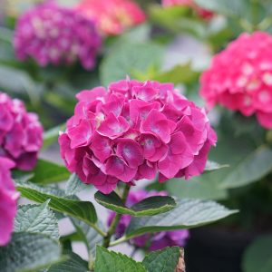Wee Bit Giddy? Bigleaf Hydrangea