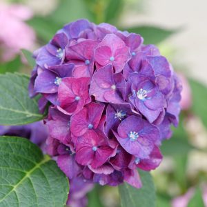 Wee Bit Grumpy? Bigleaf Hydrangea