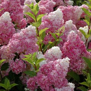Vanilla Strawberry? Panicle Hydrangea