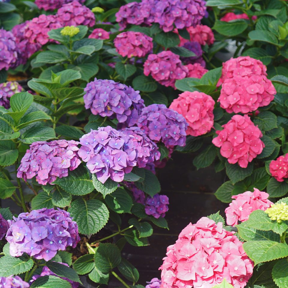 Let's Dance Big Band? Bigleaf Hydrangea