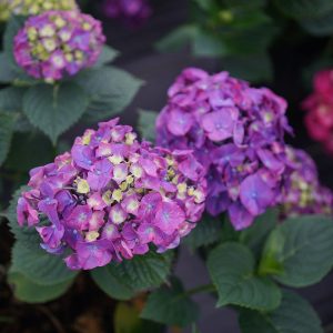 Let’s Dance Big Band? Bigleaf Hydrangea