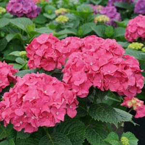 Let’s Dance Big Band? Bigleaf Hydrangea