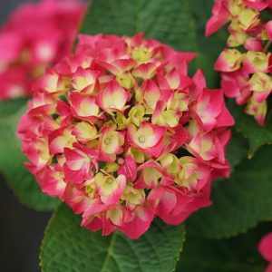 Wee Bit Giddy? Bigleaf Hydrangea