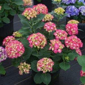 Wee Bit Giddy? Bigleaf Hydrangea
