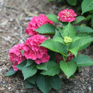Wee Bit Grumpy? Bigleaf Hydrangea