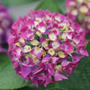 Wee Bit Giddy? Bigleaf Hydrangea