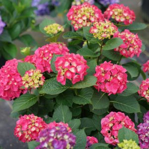 Wee Bit Giddy? Bigleaf Hydrangea