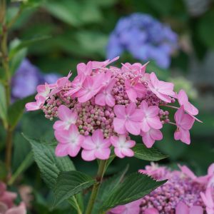 Let’s Dance Can Do!? Bigleaf Hydrangea