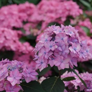 Let’s Dance Can Do!? Bigleaf Hydrangea