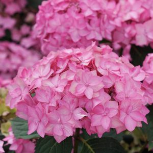Let’s Dance Can Do!? Bigleaf Hydrangea