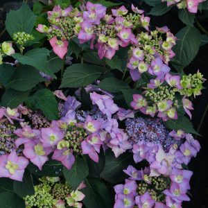 Let’s Dance Can Do!? Bigleaf Hydrangea