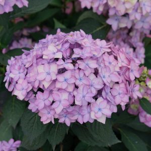Let’s Dance Can Do!? Bigleaf Hydrangea