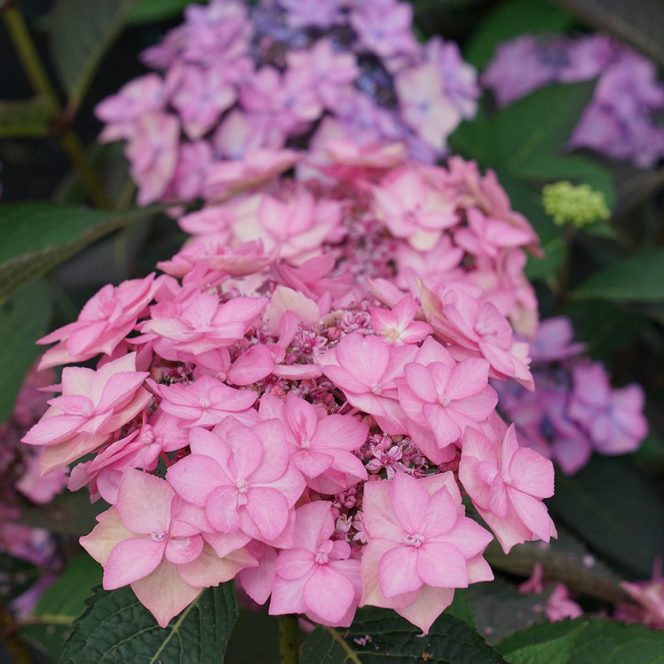 Let's Dance Can Do!? Bigleaf Hydrangea