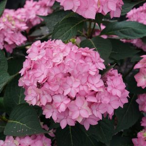 Let’s Dance Can Do!? Bigleaf Hydrangea