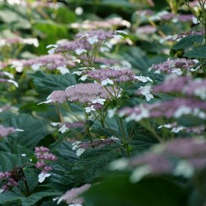 Invincibelle Lace? Smooth Hydrangea