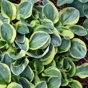 ‘Mighty Mouse’ Hosta