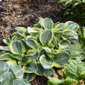 ‘Mighty Mouse’ Hosta