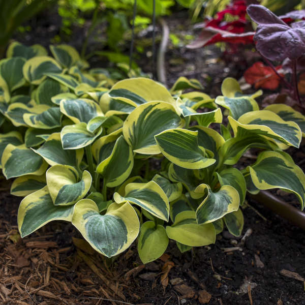 'Mighty Mouse' Hosta