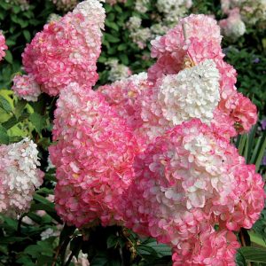 Vanilla Strawberry? Panicle Hydrangea