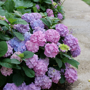 Let’s Dance Sky View? Bigleaf Hydrangea