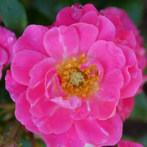 Oso Easy? Double Pink Rose