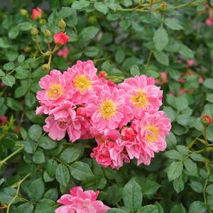 Oso Easy? Double Pink Rose