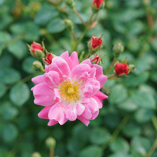 Oso Easy? Double Pink Rose
