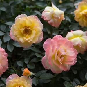 Oso Easy Italian Ice? Rose
