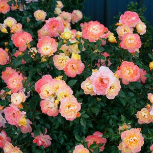 Oso Easy Italian Ice? Rose
