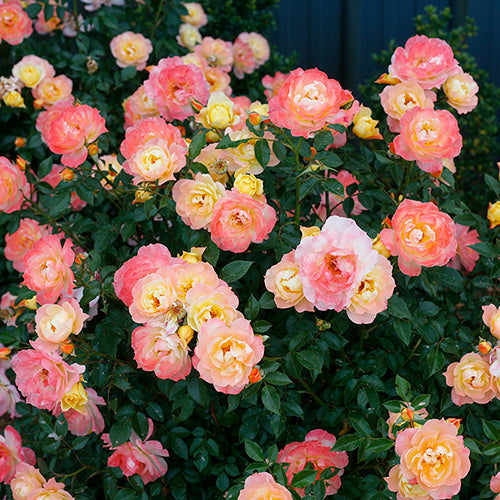 Oso Easy Italian Ice? Rose
