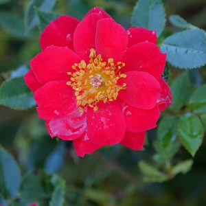 Oso Easy Urban Legend? Rose