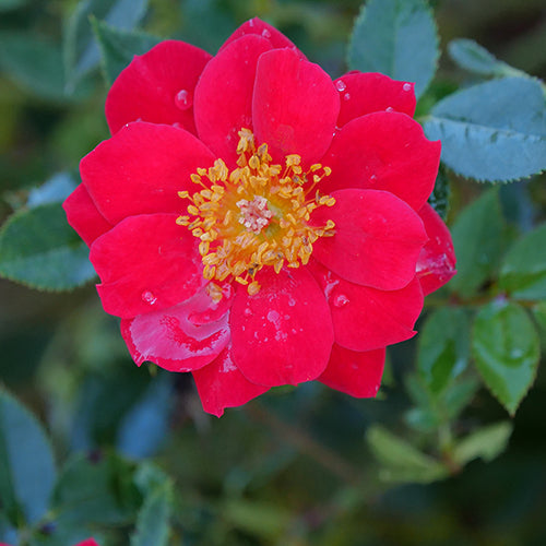 Oso Easy Urban Legend? Rose