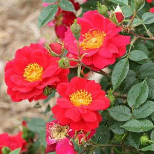 Oso Easy Urban Legend? Rose